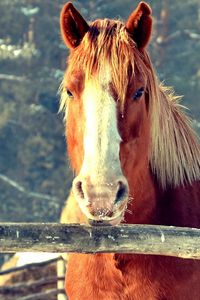 Preview wallpaper horse, fence, face, head, pasture