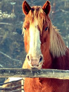 Preview wallpaper horse, fence, face, head, pasture