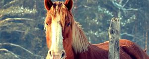 Preview wallpaper horse, fence, face, head, pasture