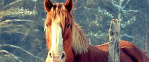 Preview wallpaper horse, fence, face, head, pasture