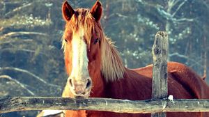 Preview wallpaper horse, fence, face, head, pasture