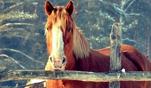 Preview wallpaper horse, fence, face, head, pasture