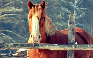 Preview wallpaper horse, fence, face, head, pasture