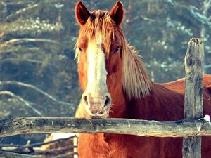 Preview wallpaper horse, fence, face, head, pasture