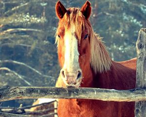 Preview wallpaper horse, fence, face, head, pasture