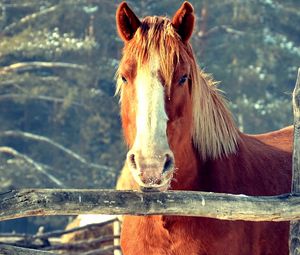 Preview wallpaper horse, fence, face, head, pasture