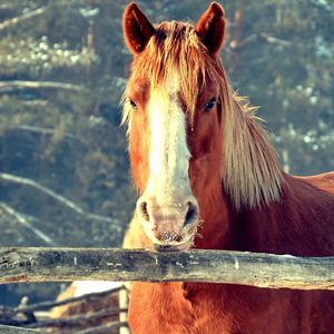 Preview wallpaper horse, fence, face, head, pasture