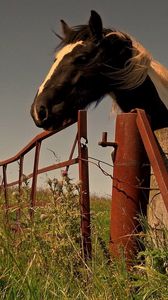 Preview wallpaper horse, fence, grass, walk