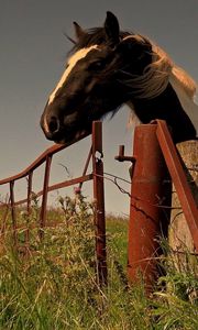 Preview wallpaper horse, fence, grass, walk