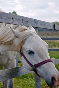 Preview wallpaper horse, fence, grass