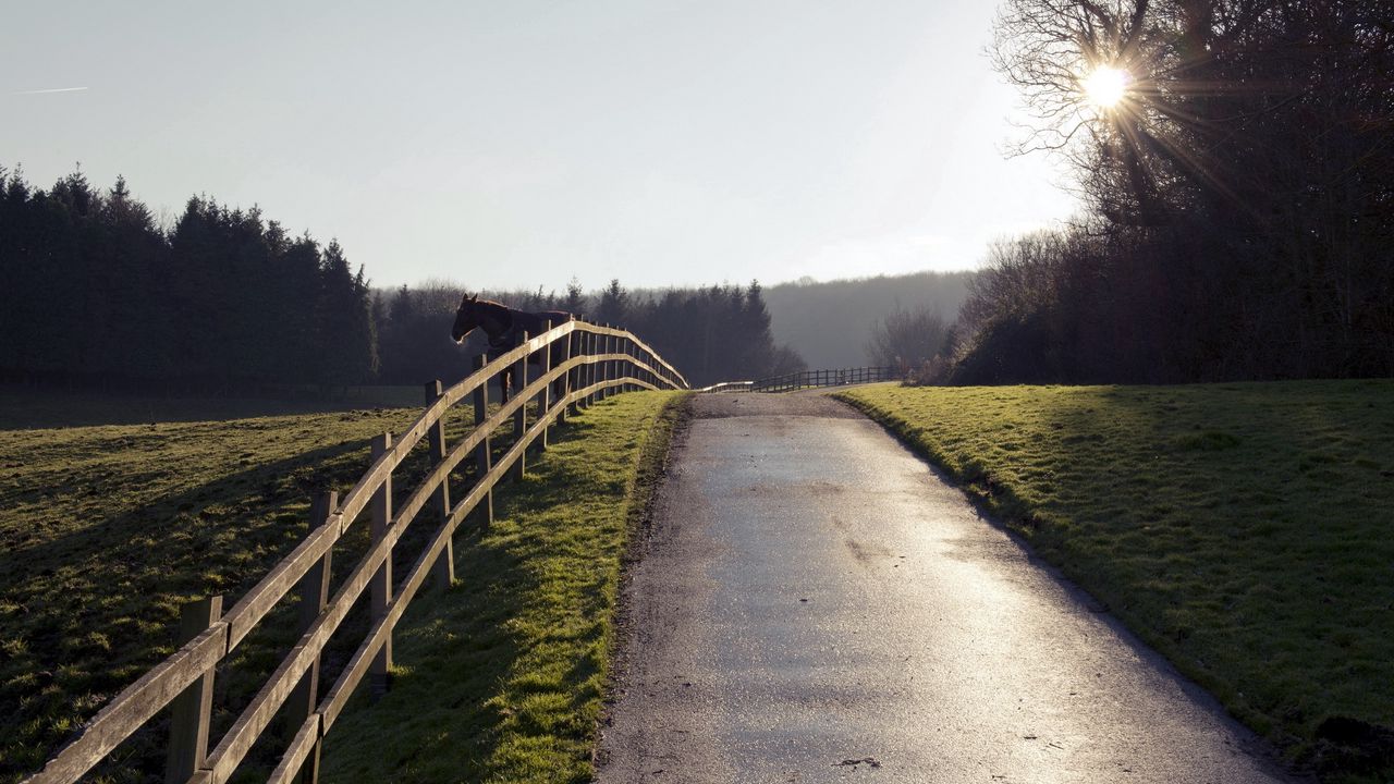 Wallpaper horse, fence, road