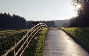 Preview wallpaper horse, fence, road