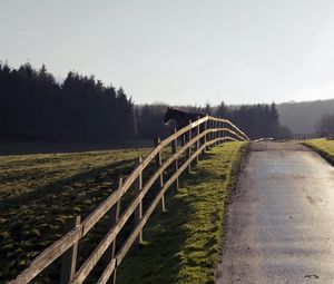 Preview wallpaper horse, fence, road