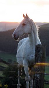 Preview wallpaper horse, fence, sunset, nature