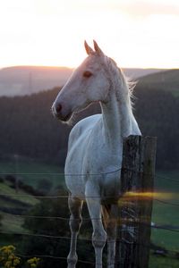 Preview wallpaper horse, fence, sunset, nature