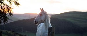 Preview wallpaper horse, fence, sunset, nature