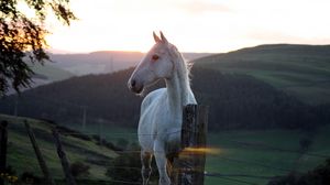Preview wallpaper horse, fence, sunset, nature