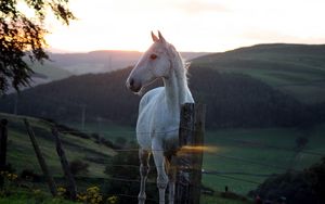 Preview wallpaper horse, fence, sunset, nature