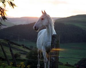 Preview wallpaper horse, fence, sunset, nature