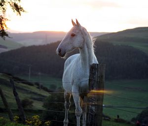 Preview wallpaper horse, fence, sunset, nature