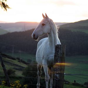 Preview wallpaper horse, fence, sunset, nature