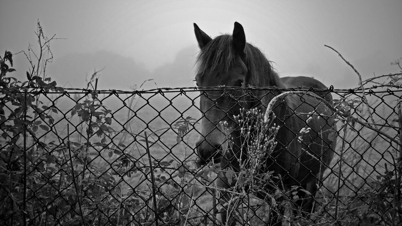 Wallpaper horse, fence, sunset, black and white