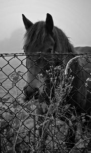 Preview wallpaper horse, fence, sunset, black and white