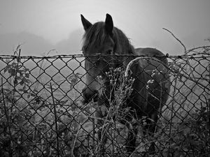 Preview wallpaper horse, fence, sunset, black and white