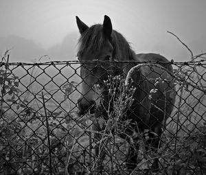 Preview wallpaper horse, fence, sunset, black and white