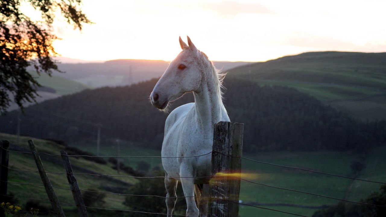 Wallpaper horse, fence, sunset, nature hd, picture, image