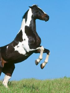 Preview wallpaper horse, field, grass, jumping, beautiful