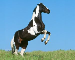 Preview wallpaper horse, field, grass, jumping, beautiful