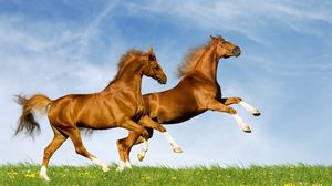 Preview wallpaper horse, field, grass, jumping
