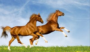 Preview wallpaper horse, field, grass, jumping