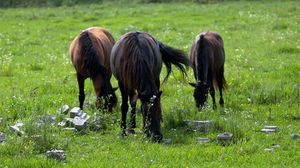 Preview wallpaper horse, field, grass, walk