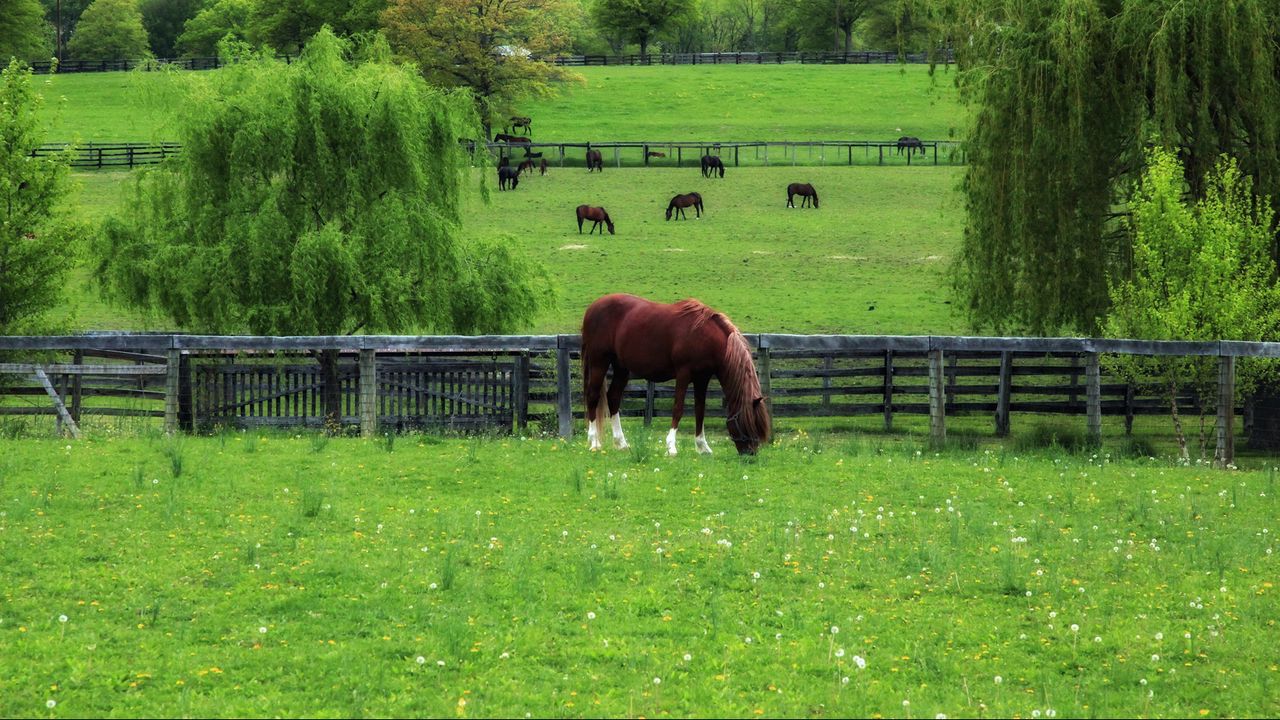 Wallpaper horse, field, grass, lawn, walk, fence
