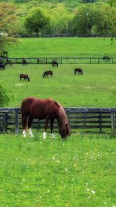 Preview wallpaper horse, field, grass, lawn, walk, fence