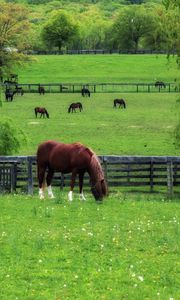 Preview wallpaper horse, field, grass, lawn, walk, fence