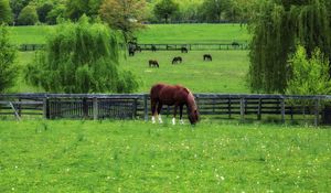 Preview wallpaper horse, field, grass, lawn, walk, fence