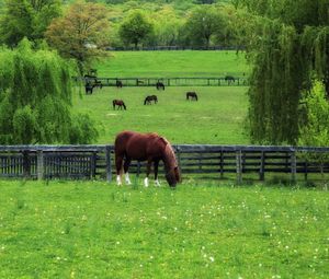 Preview wallpaper horse, field, grass, lawn, walk, fence