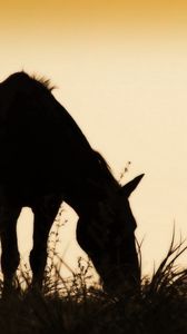 Preview wallpaper horse, field, grass, silhouette, food