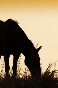 Preview wallpaper horse, field, grass, silhouette, food