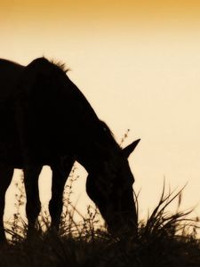 Preview wallpaper horse, field, grass, silhouette, food