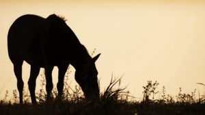 Preview wallpaper horse, field, grass, silhouette, food