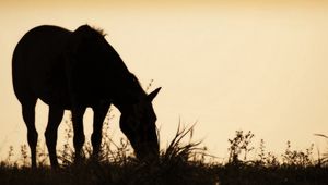 Preview wallpaper horse, field, grass, silhouette, food