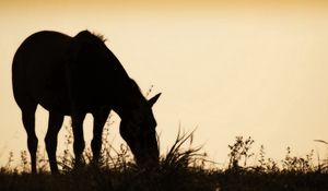 Preview wallpaper horse, field, grass, silhouette, food