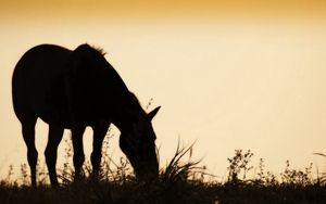 Preview wallpaper horse, field, grass, silhouette, food