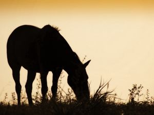 Preview wallpaper horse, field, grass, silhouette, food