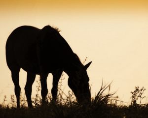 Preview wallpaper horse, field, grass, silhouette, food