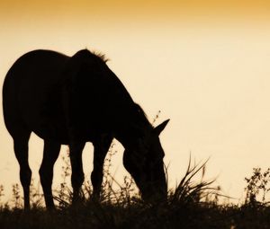 Preview wallpaper horse, field, grass, silhouette, food